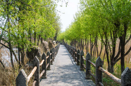 Lijiang Lashi Lake Wetlands is a national natural scenic spot near the city of Lijiang,China. The tourist activities there include horse riding, bird watching, boat ride and fishing.の写真素材