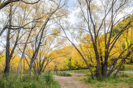 Autumn landscape view of Arrowtown, New Zealand