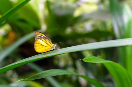 Butterfly resting on the leaf in the garden.の写真素材