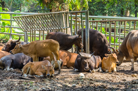 A group of Banteng (Bos Javanicus)の写真素材