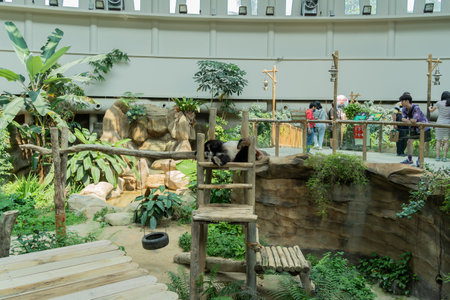Kuala Lumpur,Malaysia - April 14,2023 : Visitor can seen visiting the giant panda conservation centre in Zoo Negara Malaysia.のeditorial素材