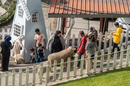 Pahang, Malaysia - October 9,2023 : Scenic view of the tourists taking photos and feeding the sheeps at "The Sheep Sanctuary Cameron Highlands".のeditorial素材