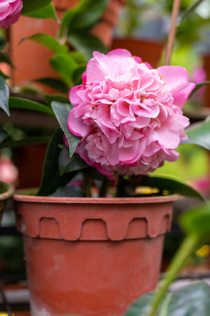 Beautiful pink Debbie Camellias in the garden.の写真素材