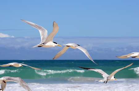 seagulls flying at beachの写真素材