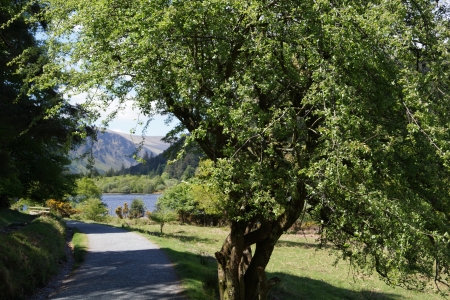 pathway to Glendalough lakeの写真素材