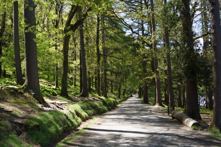 Nature walk in Glendaloughの写真素材