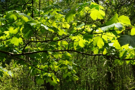 sunlight through the leavesの写真素材