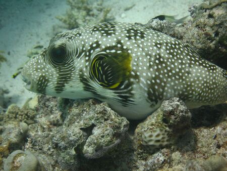 Underwater world - Whitespotted puffer lying on a coralの写真素材