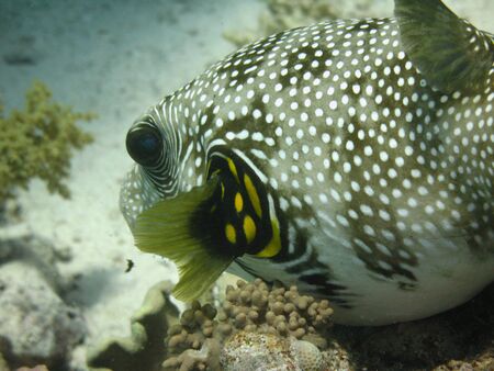 Whitespotted puffer lying on a coralの写真素材