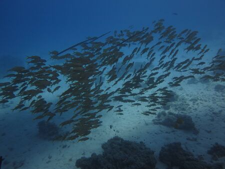 Shoal of fish on the shelf of a coral reefの写真素材