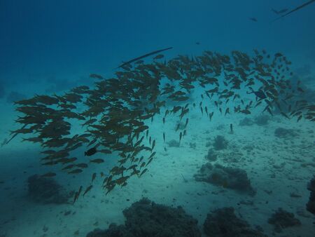 Shoal of fish on the shelf of a coral reefの写真素材