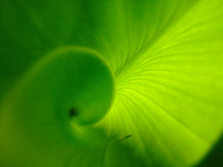 leaf with sun reflections