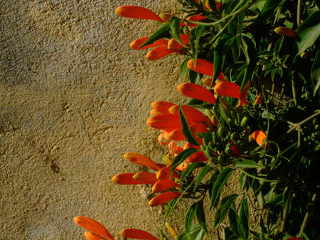 orange vine