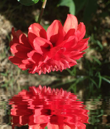 Flower,dhalia reflected in waterの写真素材