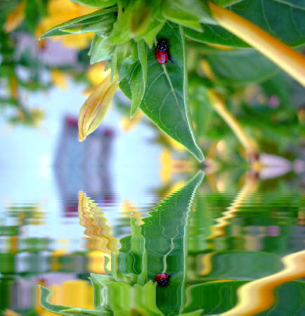 Mariquita between green leavesの写真素材