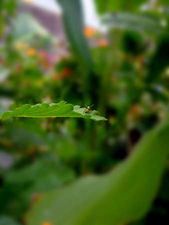 Spider on leafの写真素材