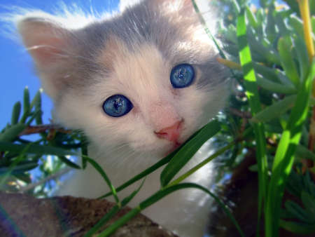 Cat watching from the vegetationの写真素材