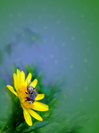 Flower, Invertebrate animalsの写真素材