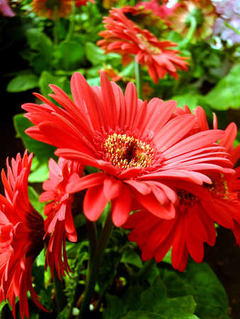 Gerbera redの写真素材