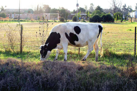Holstein Cow-Argentine dairy breedsの写真素材