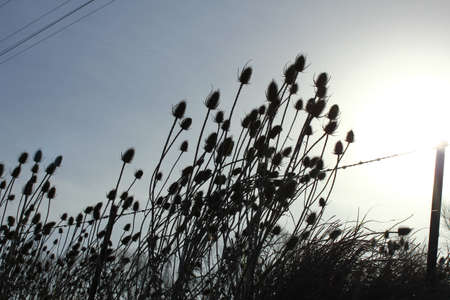 Against sun to grassの写真素材