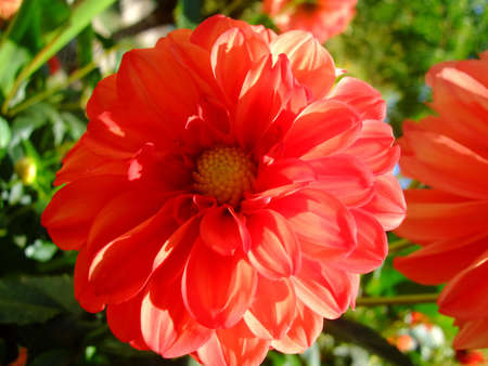Close up of dahliaの写真素材