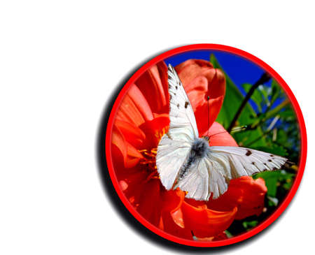Butterfly on flower isolated in a circle