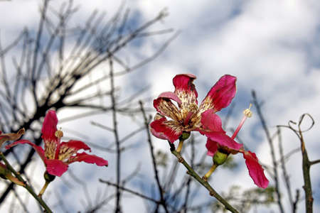 Branches with flowers on cloudy skyの写真素材