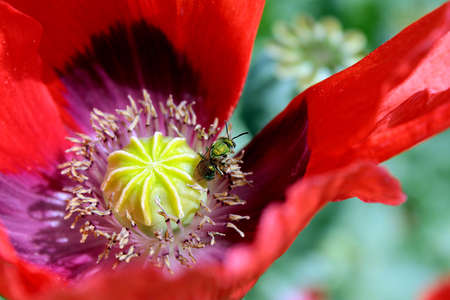 wasp iridescent green poppy on centerの写真素材