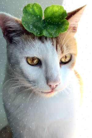 Cat covering the rain with a sheetの写真素材