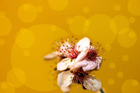 Delicate flower on a yellow backgroundの写真素材