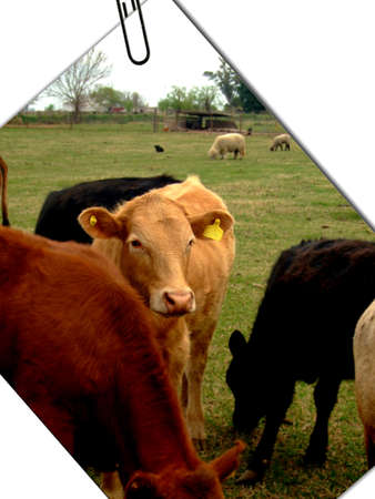 Cows on the farm, Argentinaの写真素材