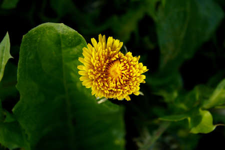  Flower dandelion 