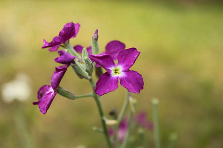 Violet wallflowerの写真素材