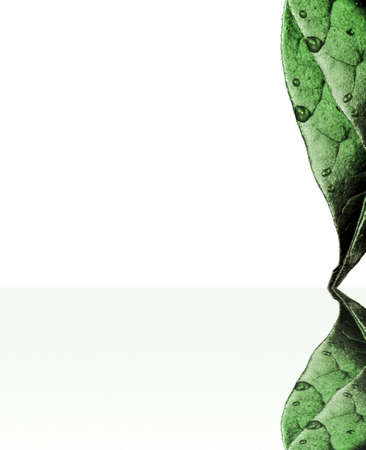 Green leaf with drops reflectedの写真素材