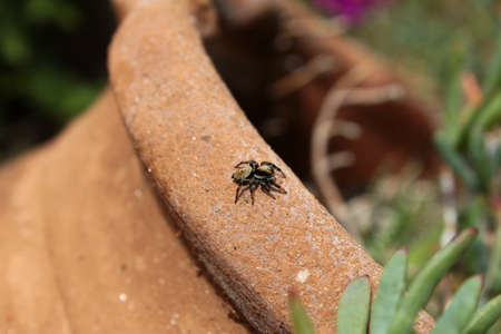 Spider in the gardenの写真素材