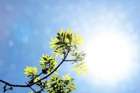 Branch of tree with sun backgroundの写真素材