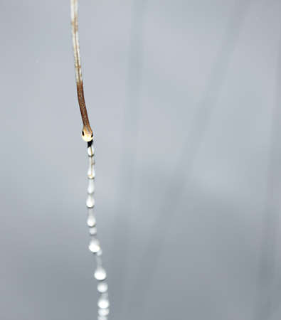  drops