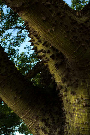 tree with thornsの写真素材