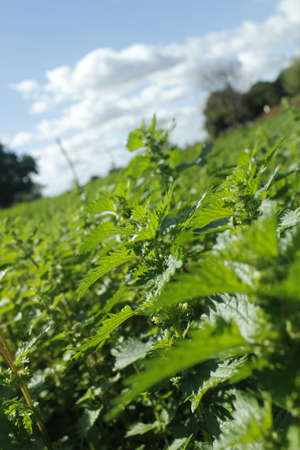 nettles field の写真素材