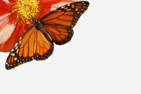 monarch butterfly spreading its wings on flower