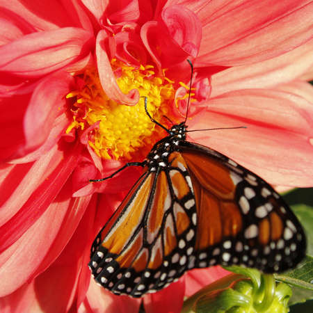  Monarch butterfly 