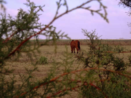 Horseの写真素材