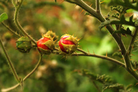 Fruits of wild red 