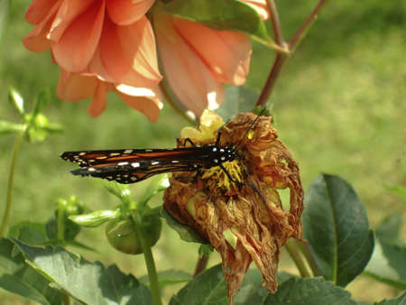 monarch butterfly on flower wilts