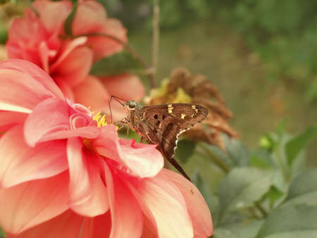tailed green butterfly on flowerの写真素材