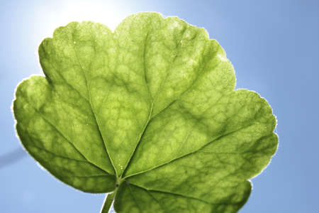 geranium leaf