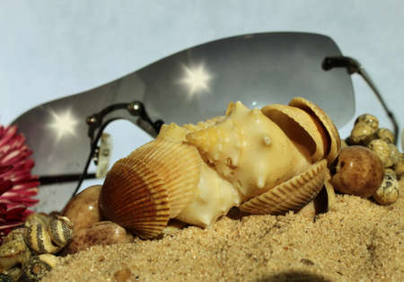 Sunglasses Flowers and snails in the sand of the beach
