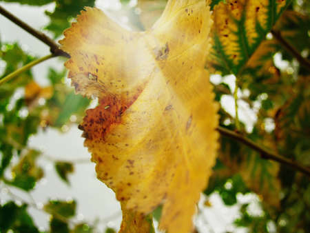 autumn leaf in the glare of the sun