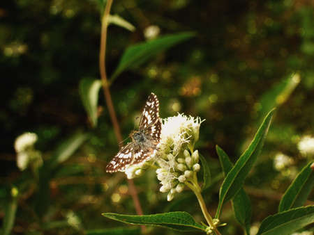  insect garden